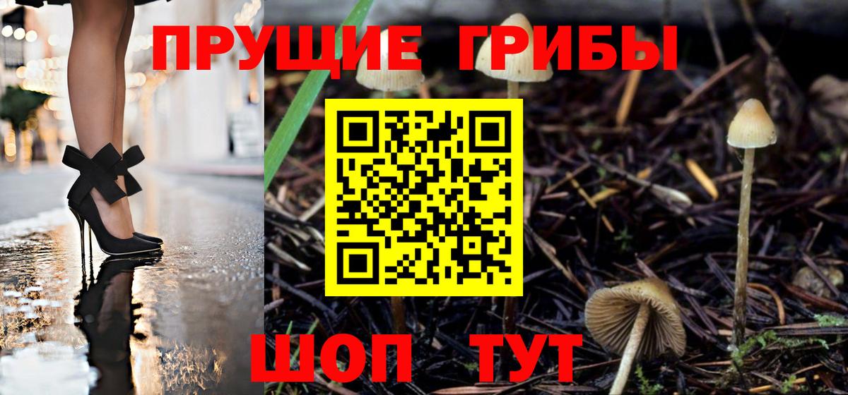 Асино  Псилоцибиновые грибы Cubensis  Вход с VPN 